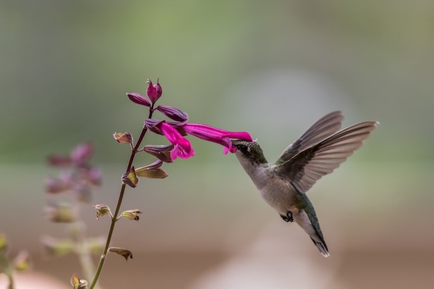 Foto gratuita colibrí en flor