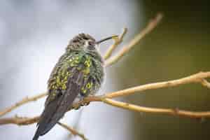 Foto gratuita colibrí posado en la rama de un árbol