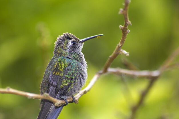 Colibrí regordete con néctar goteando en su pico, de pie sobre una rama en un bosque verde