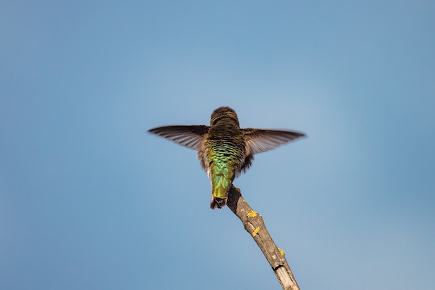 Foto gratuita colibrí verde y marrón volando