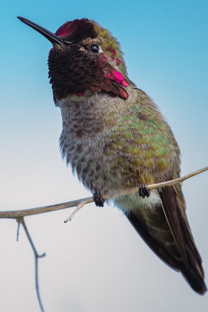 Foto gratuita colibrí verde y marrón