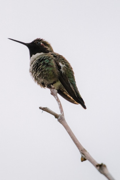 Foto gratuita colibrí verde y negro