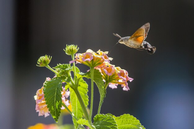 Colibrí volando junto a flor