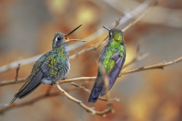 Colibríes posados en la rama de un árbol