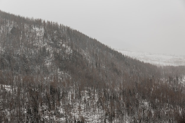 Colina y bosque en invierno