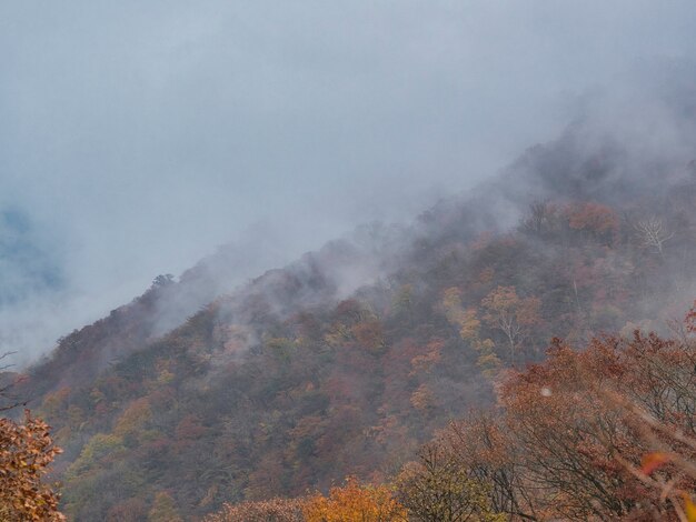 Colina cubierta de bosques cubiertos de niebla con un fondo borroso