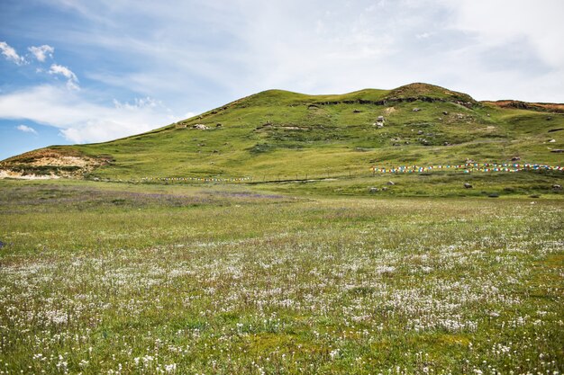 Colina verde con flores blancas