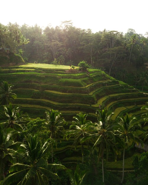 Colinas de arroz rodeadas de verdes y árboles