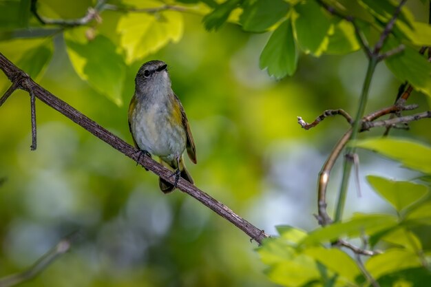 Colirrojo americano (Setophaga ruticilla)