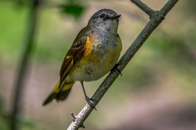 Colirrojo americano (Setophaga ruticilla)