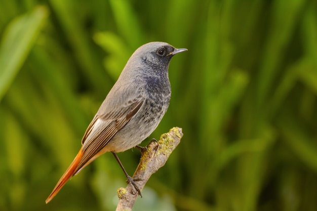 Foto gratuita colirrojo negro macho, phoenicurus ochruros