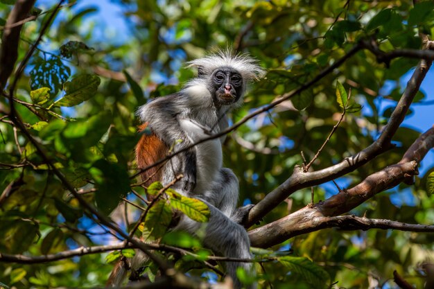 Colobine bebé gris y marrón sentado en la rama de un árbol en la selva