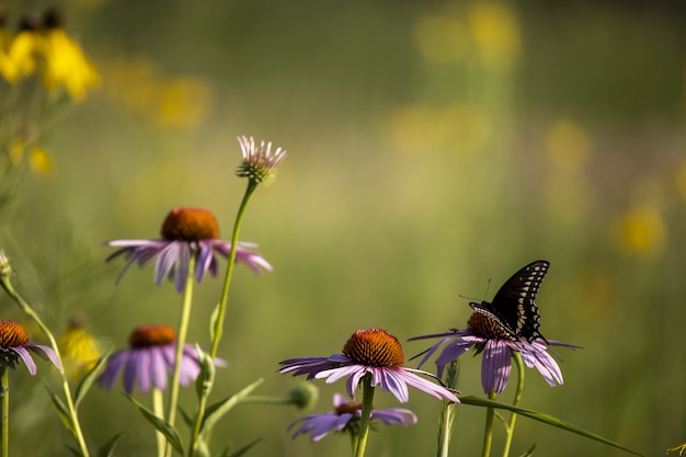 Colocación de mariposas sobre una flor vibrante