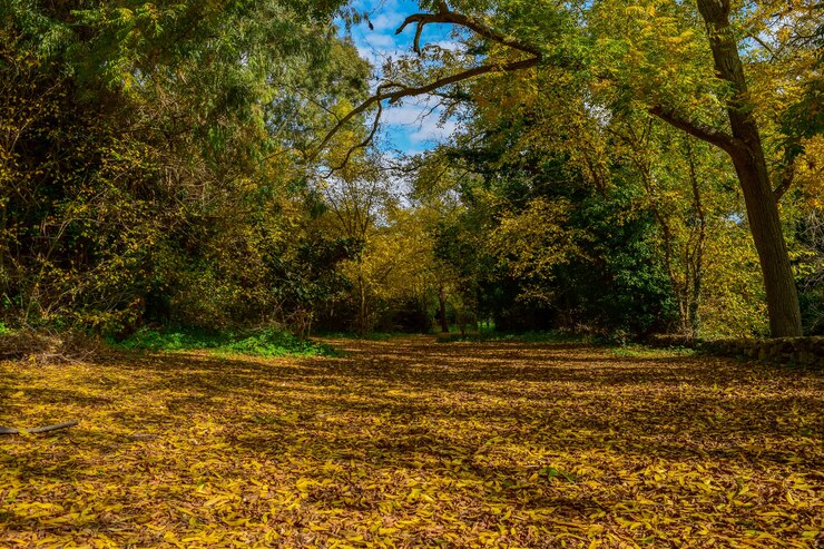 Foto gratuito colores del otoño. las hojas de color amarillo dorado y marrón cubren el suelo debajo de los árboles.