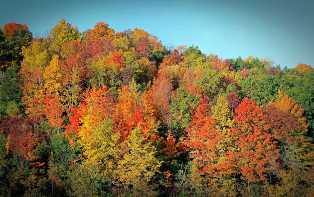 Colores de otoño múltiples brillantes. Naranja, verde, rojo y amarillo brillante. Bosques pintorescos de varios colores