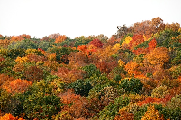 Foto gratuita colores de otoño