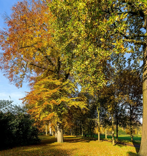 Colores de otoño