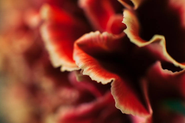Photo Gratis colorful petals of tulip flower