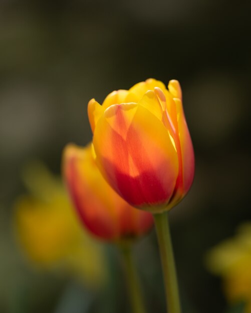 Coloridas flores de tulipán en el campo