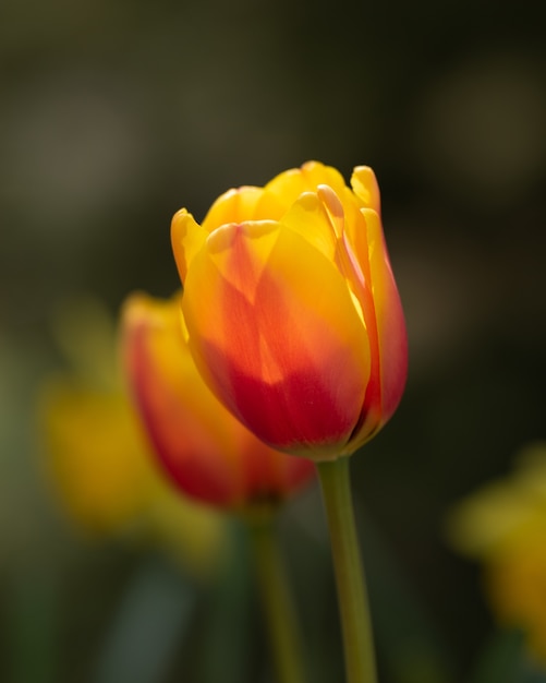 Coloridas flores de tulipán en el campo