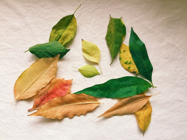 Foto gratuita coloridas hojas de otoño aisladas sobre una superficie blanca