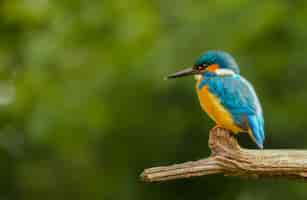 Foto gratuita colorido pájaro martín pescador sentado en la rama de un árbol