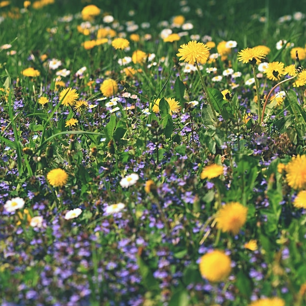 &quot;Colorido prado con flores&quot;