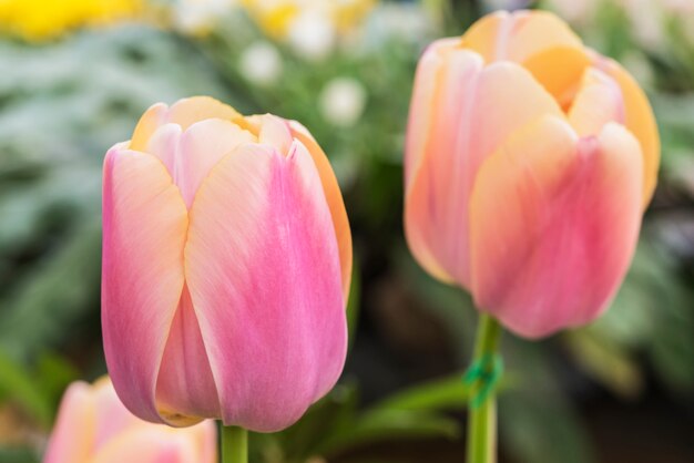 Colorido tulipán en primavera