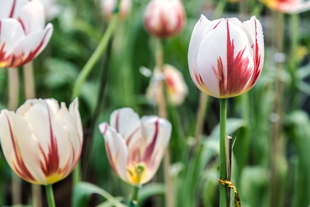 Colorido tulipán en primavera