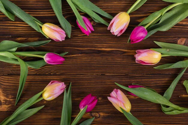Coloridos tulipanes colocados como círculo.