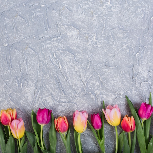 Coloridos tulipanes en fila