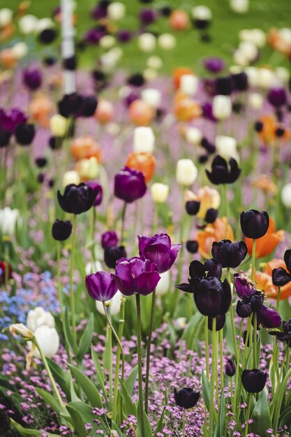 Coloridos tulipanes en el Jardín Botánico VanDusen bajo la luz del sol en Vancouver, Canadá