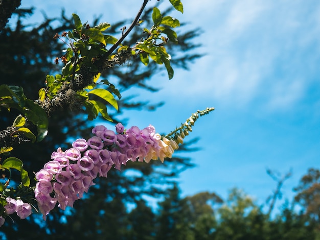 Columna de flores rosadas en una planta contra un cielo azul y más verde