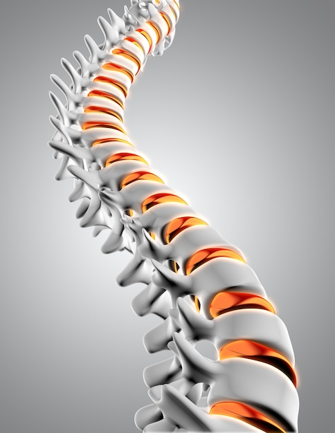 Columna vertebral 3d