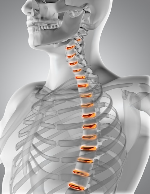 Columna vertebral