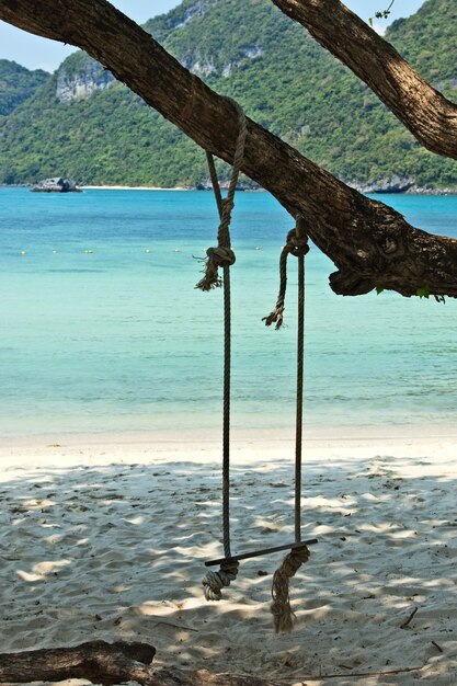 Columpio colgado de un árbol en la playa de una isla durante el día