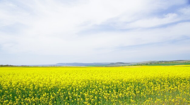Colza de campo amarillo.