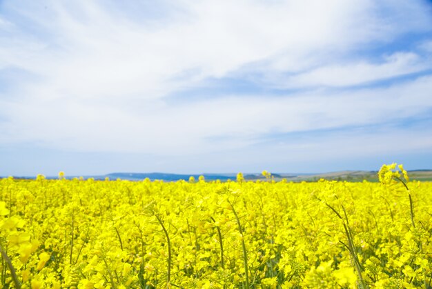 Colza de campo amarillo.