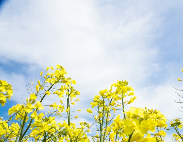 Colza de campo amarillo.