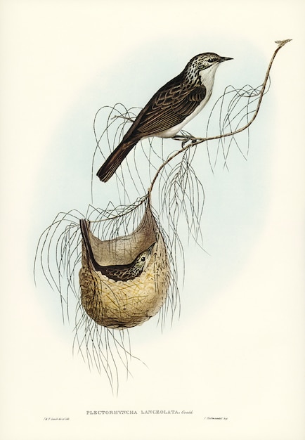 Comedor de miel Lanceolate (Plectorhyncha lanceolata) ilustrado por Elizabeth Gould