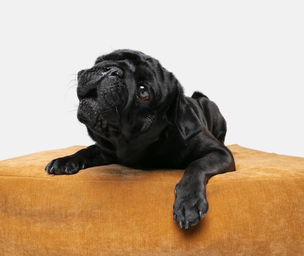 Compañero de perro pug aislado en la pared blanca