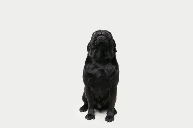 El compañero de perro Pug está planteando. Lindo perrito negro juguetón o mascota jugando aislado en la pared blanca del estudio. Concepto de movimiento, acción, movimiento, amor de mascotas. Parece feliz, encantado, divertido.
