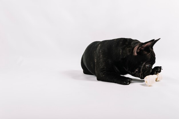 Composición adorable de mascota con bulldog