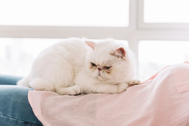Composición adorable de mascota con gato blanco dormido