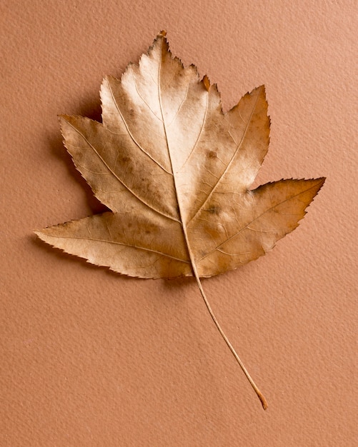 Composición de bodegón monocromático con hoja