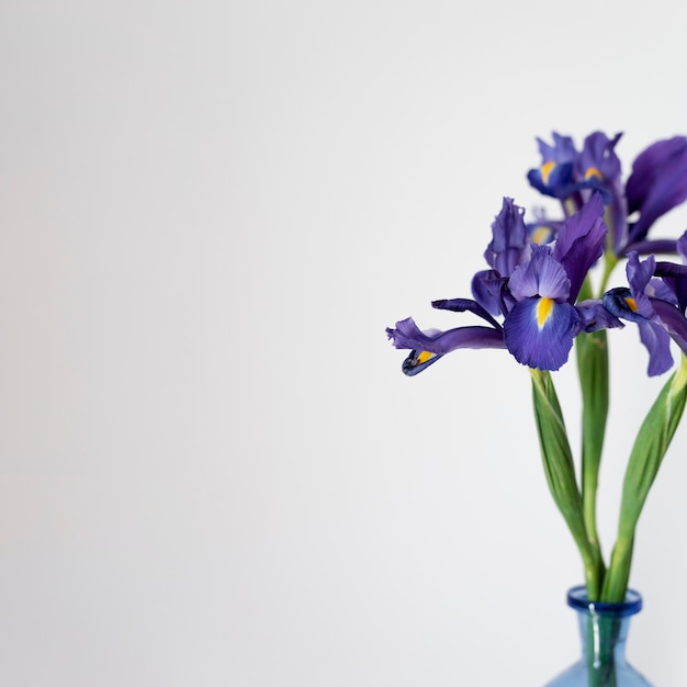 Foto gratuita composición de bodegones de plantas en interiores