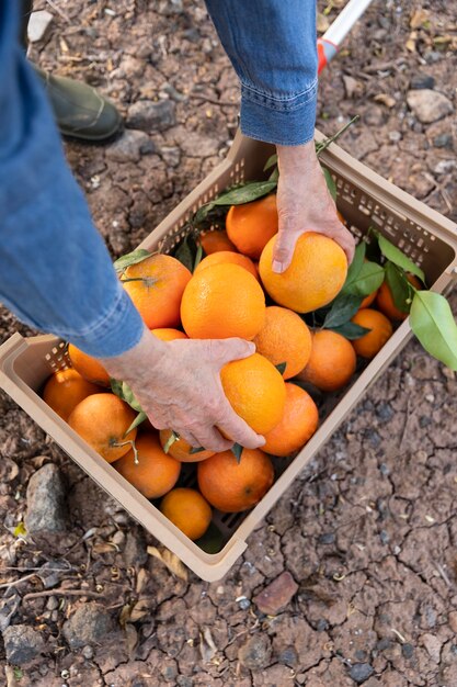 Composición con caja llena de naranjas.