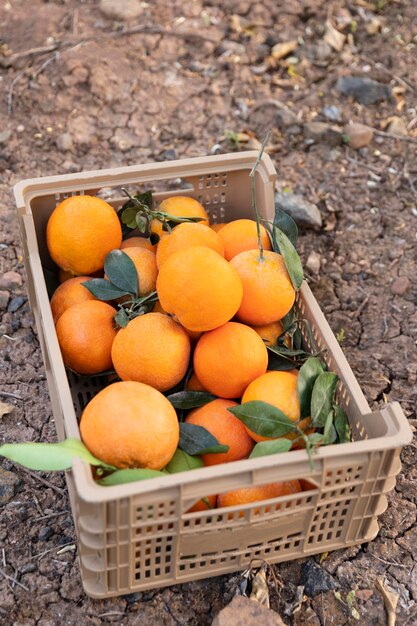 Composición con caja llena de naranjas.