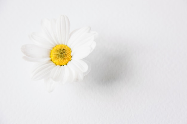 Composición floral con flor solitaria