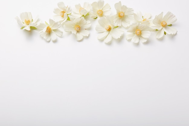Composición floral Hermosas flores arriba aisladas sobre pared blanca Patrón de primavera. Tiro horizontal